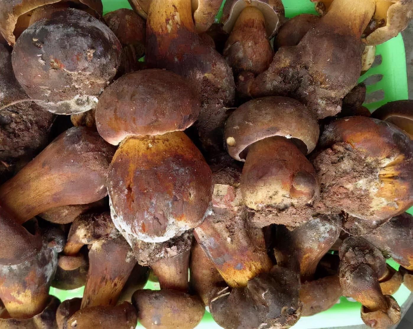 黑牛肝菌是什么菌(牛肝菌属于什么菌)插图