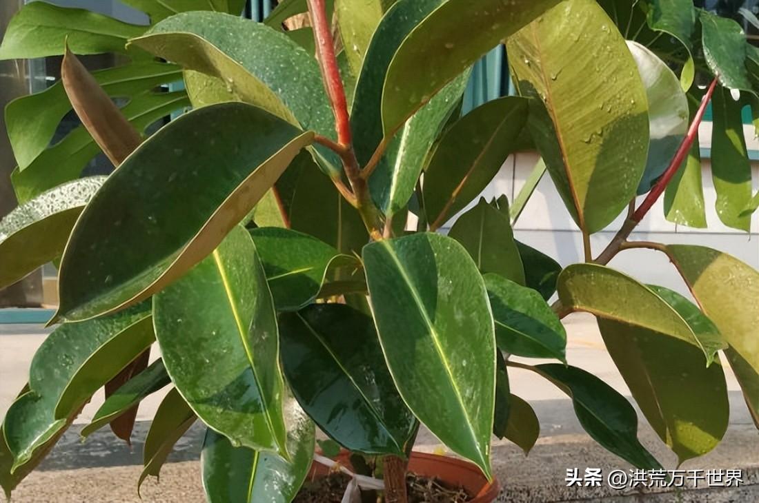 大叶绿植有哪些(大叶绿植品种有哪些)插图2