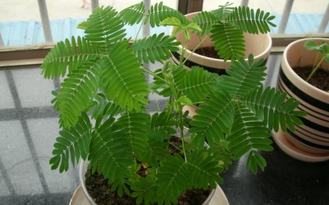 怎样养含羞草(养含羞草诀窍)