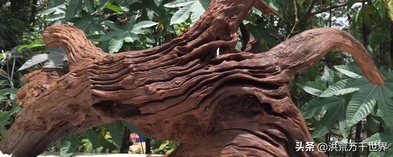 沉木是什么树的木头(沉木是什么树的树根)插图
