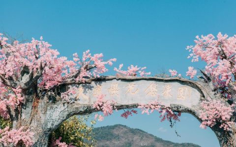 广东赏樱花最美的地方(广州赏樱花的好去处)