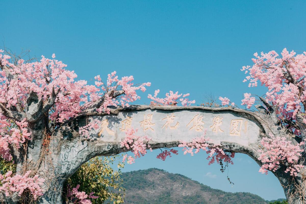 广东赏樱花最美的地方(广州赏樱花的好去处)插图