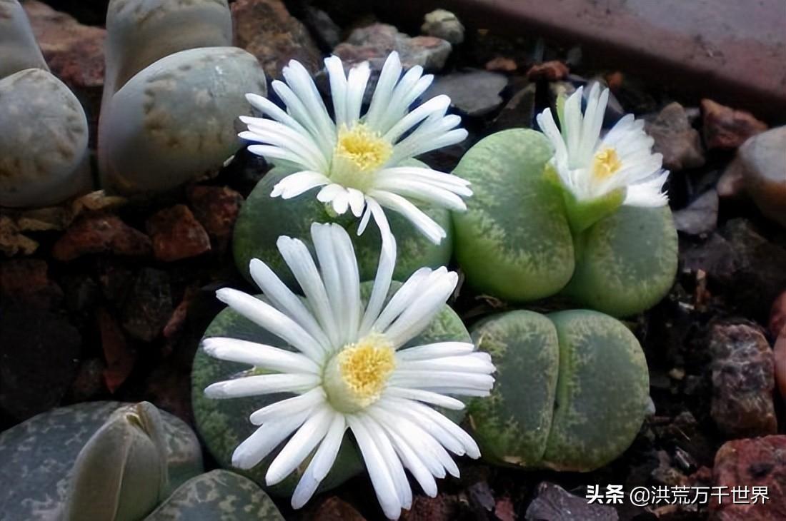 石头花怎么养(圆锥石头花怎么养)插图3