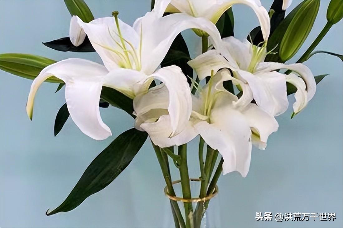 高花瓶适合插什么花(花瓶适合插的花)插图1
