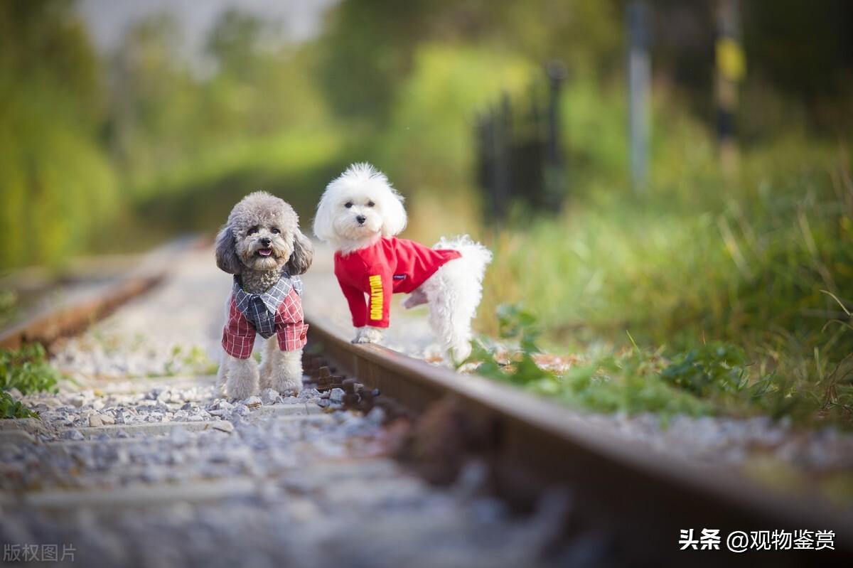 日天日地日空气是什么狗(日天日地日空气是什么意思)插图