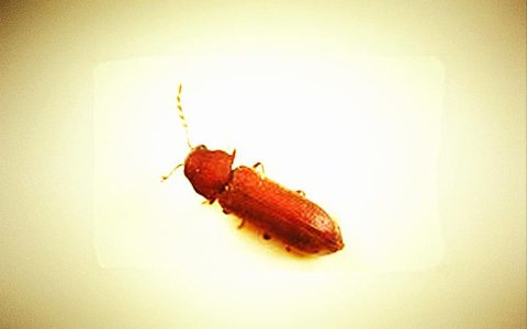 卧室里有蠹虫怎么办(卧室有黑蠹虫怎么办)