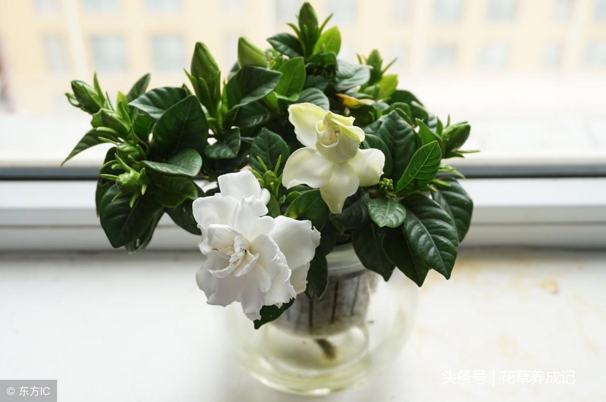 栀子花落蕾怎么办(栀子花掉苞怎么解决)插图