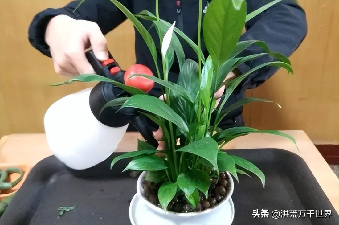 白掌叶子发黑干枯是怎么回事(白掌叶子尖发黑枯萎怎么回事)插图1