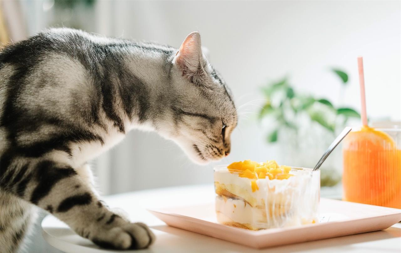 小猫最爱吃的10种食物(小猫必吃的食物)插图1