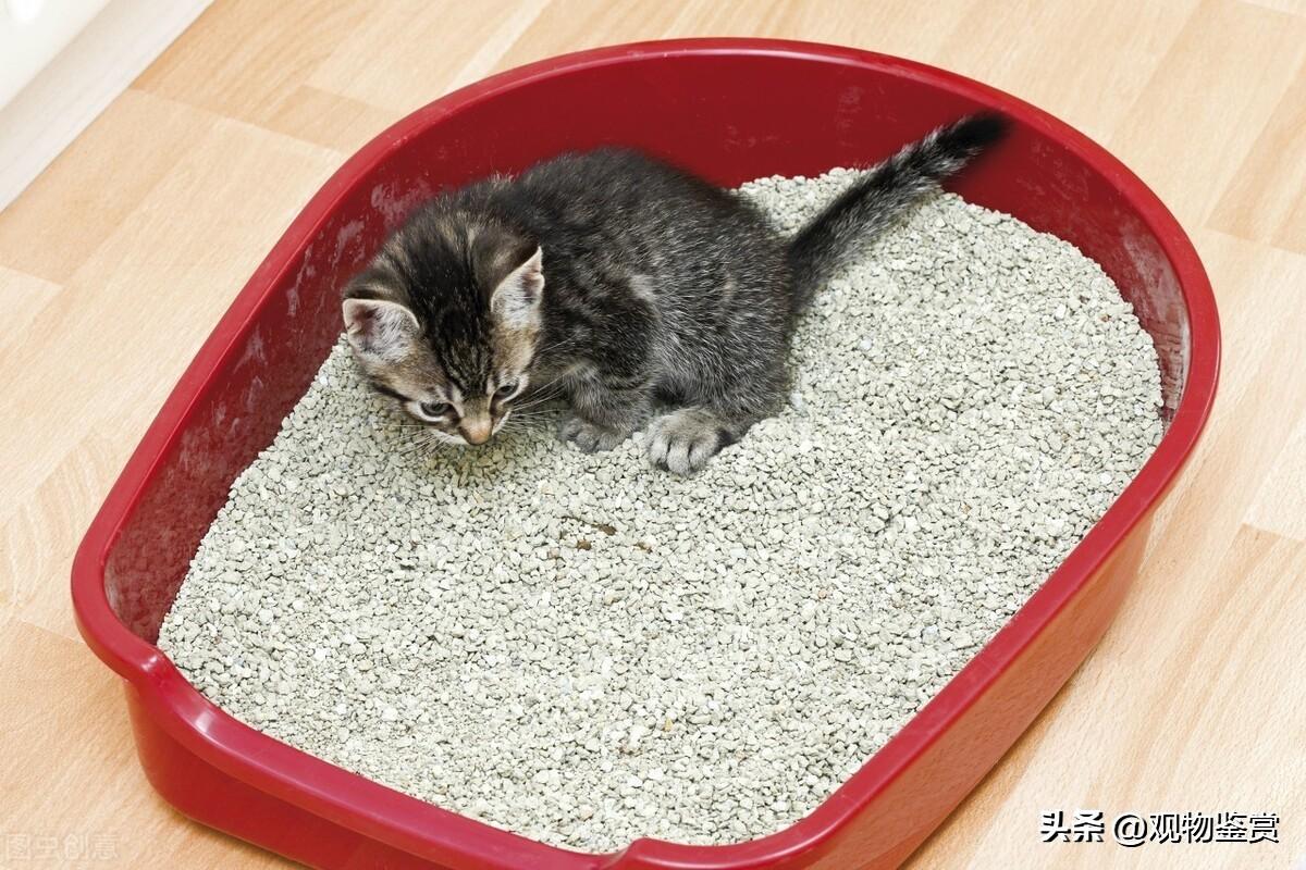 养猫前一定要备好猫砂盆吗(养猫不要猫砂盆行不)插图2