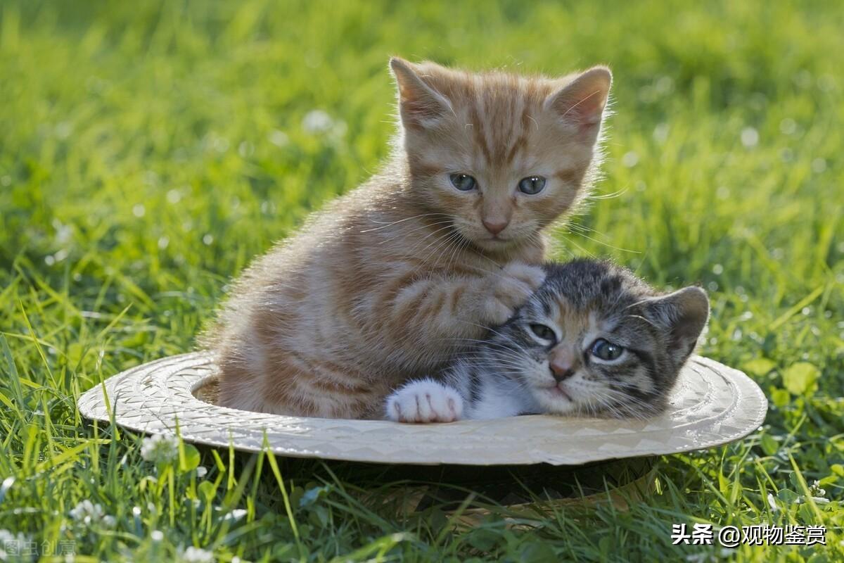 养猫前一定要备好猫砂盆吗(养猫不要猫砂盆行不)插图3