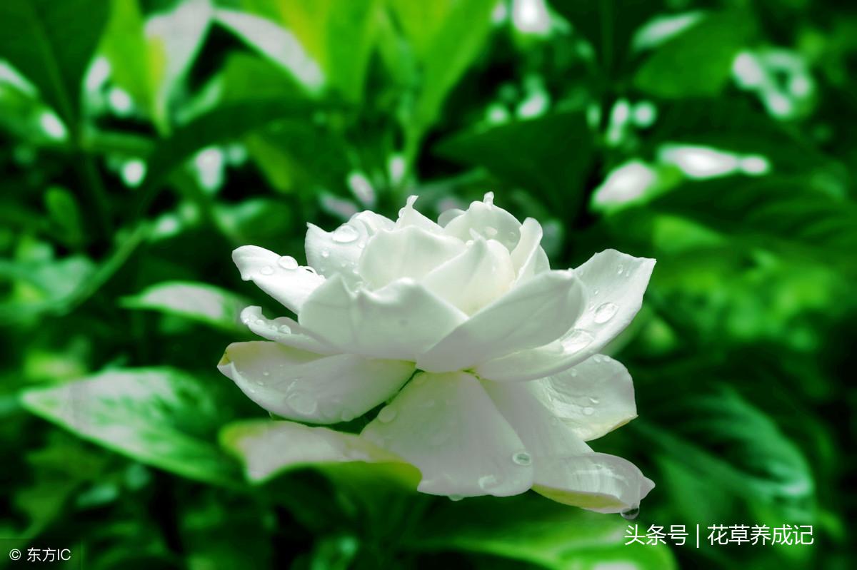 栀子花落蕾怎么办(栀子花掉苞怎么解决)插图1