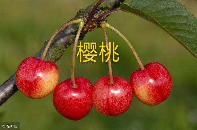 车厘子和樱桃什么区别 (樱桃和车厘子是一种水果吗)插图1