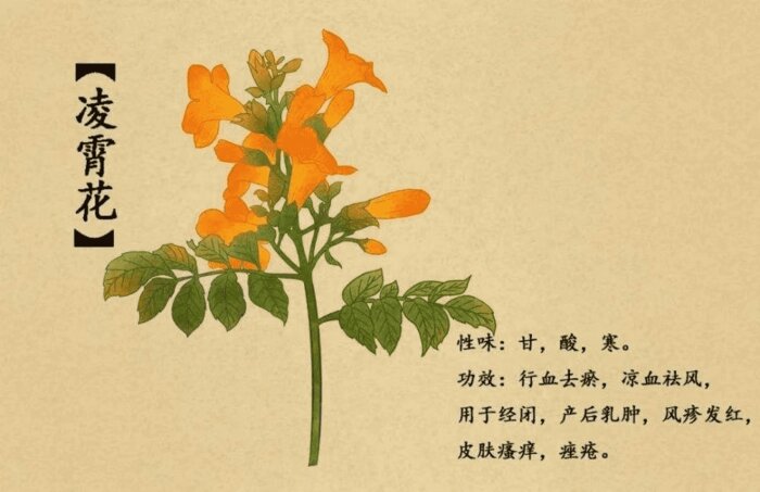 凌霄花的功效图文(中药凌霄花功效是什么)插图