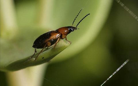 步行虫咬人有毒吗(步行虫有危害吗)