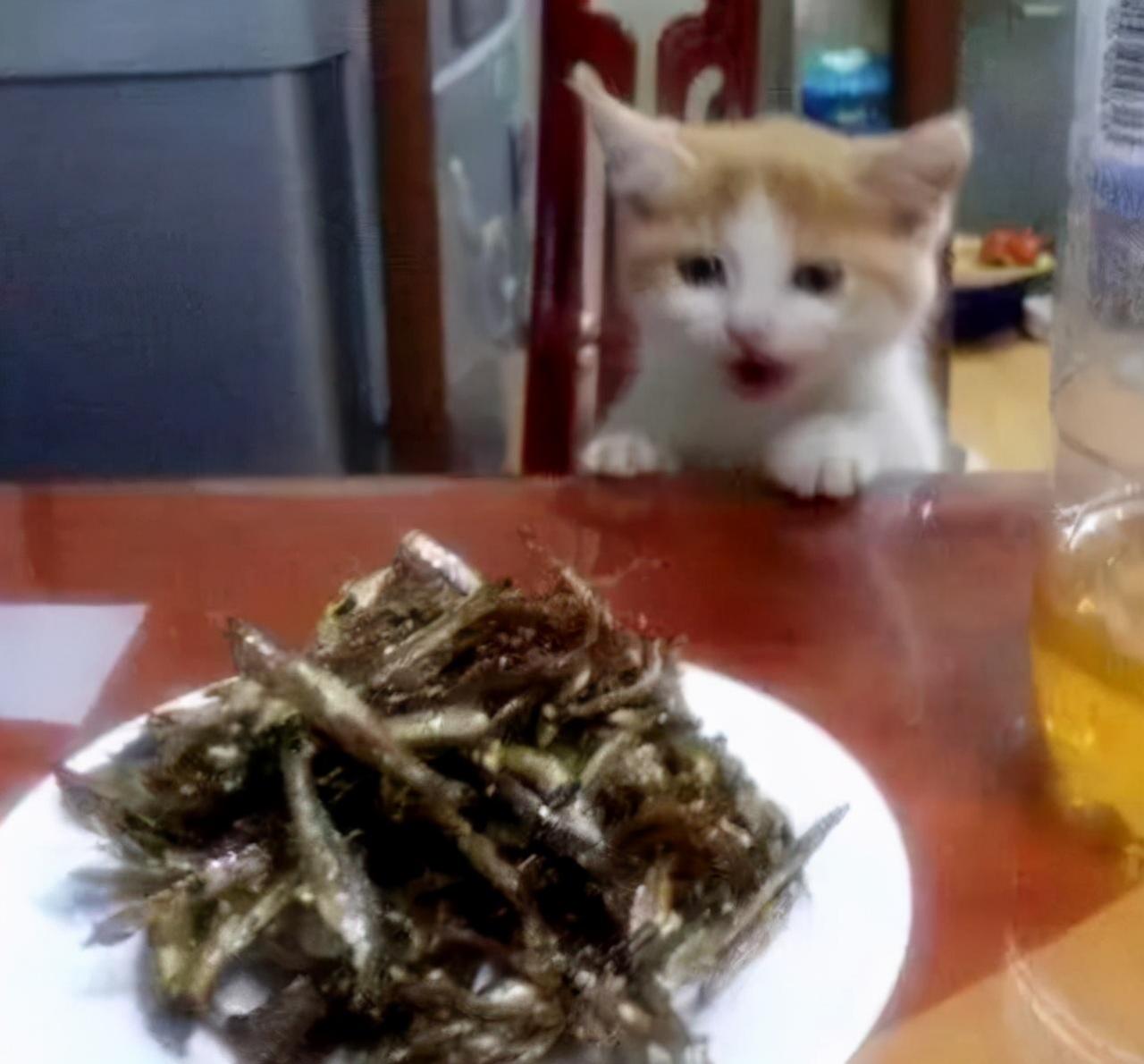 小猫最爱吃的10种食物(小猫必吃的食物)插图2