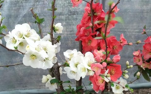 四季海棠养殖方法 (海棠花)