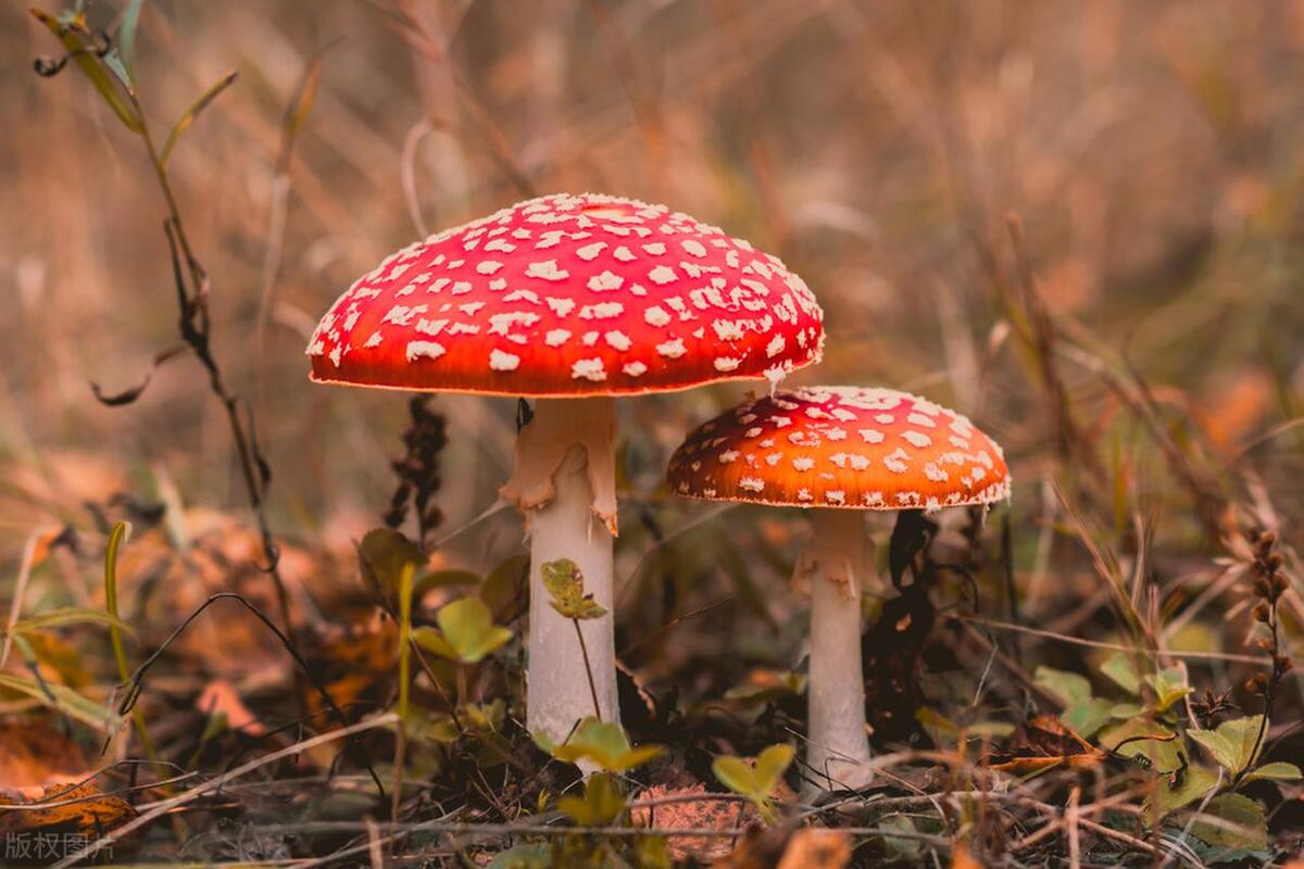 蘑菇中毒一定会出现幻觉吗(蘑菇中毒会出现什么幻觉)插图4