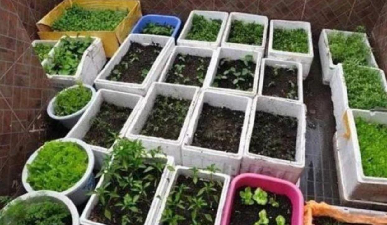 泡沫箱种菜安全吗(泡沫箱种菜要打孔吗)插图