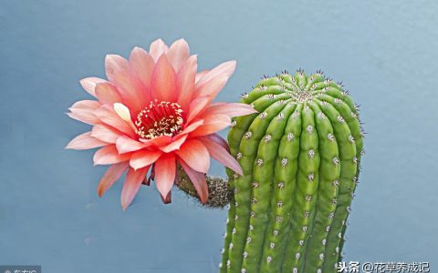 白檀仙人掌不开花怎么办(白檀仙人掌开花照片)