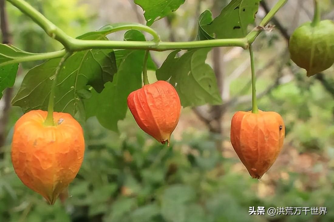 绛珠仙草是什么植物(绛珠仙草是啥植物)插图2