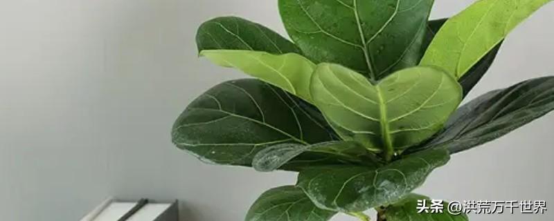 大叶绿植有哪些(大叶绿植品种有哪些)插图
