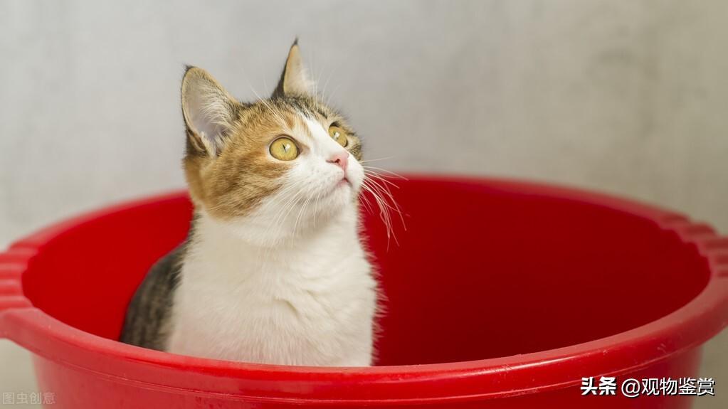 养猫前一定要备好猫砂盆吗(养猫不要猫砂盆行不)插图1