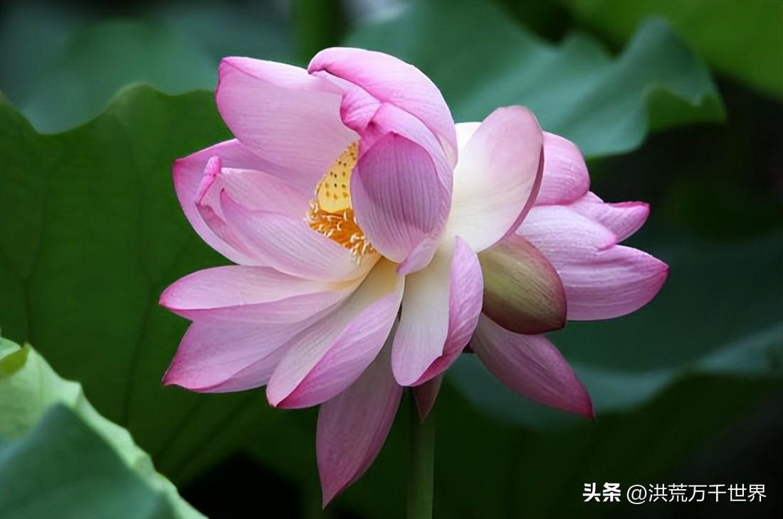 并蒂莲的花语是什么(双生并蒂莲的花语是什么)插图1