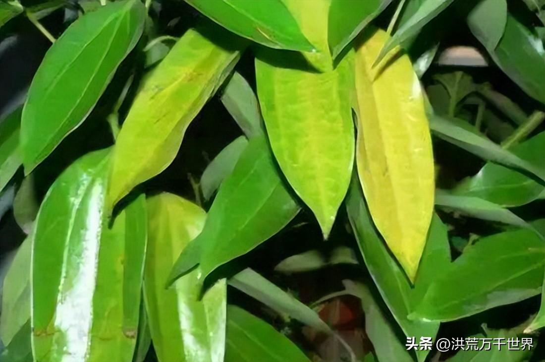 绿植叶子发黄怎么处理(龙竹叶子发黄怎么补救)插图2