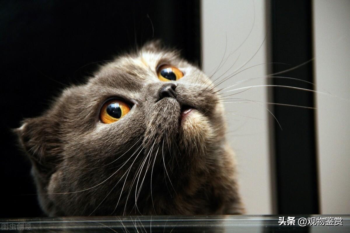 猫死前的最后一声叫的意思(猫的声音表达的意思)插图3