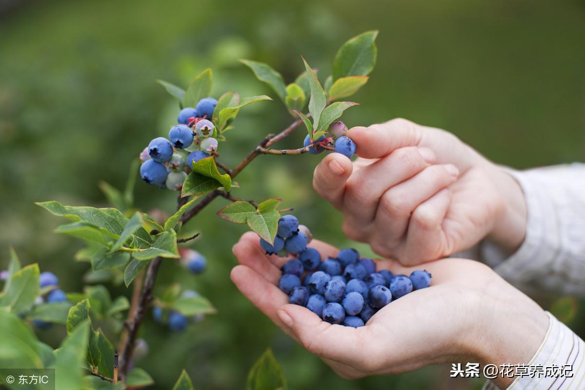 阳台蓝莓的种植方法(阳台养蓝莓的正确方法)插图3