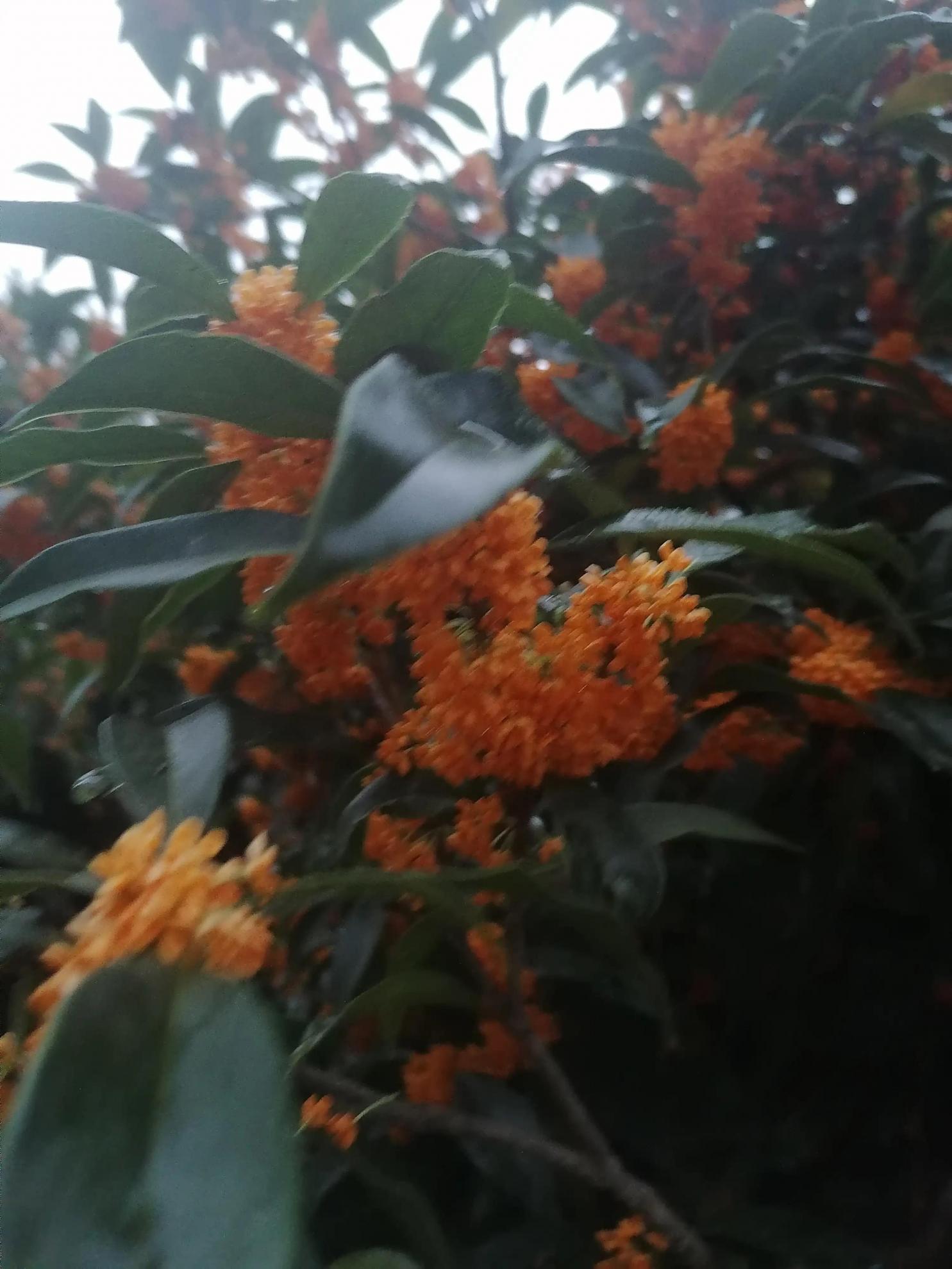 新鲜桂花如何保存留香(新鲜桂花怎么保存最好)插图1