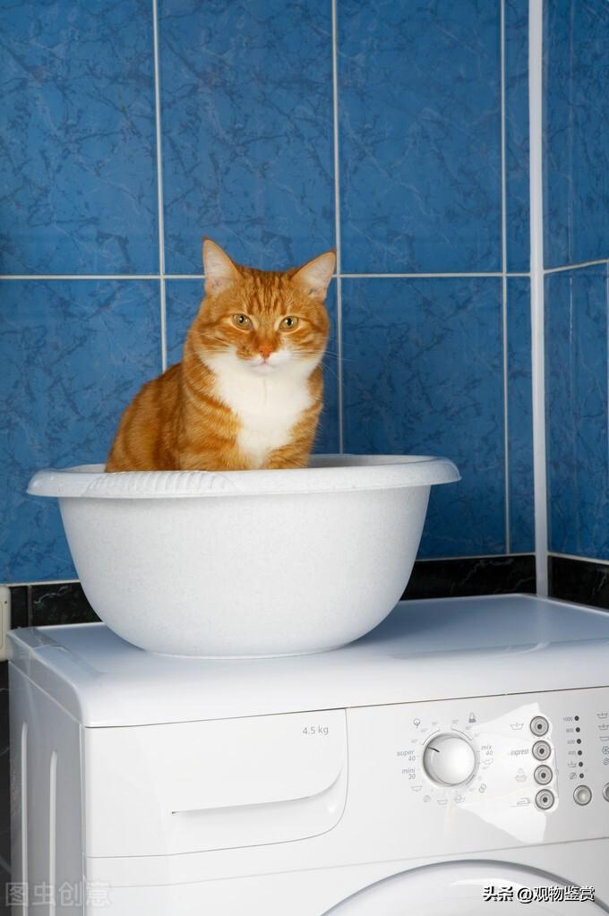 养猫前一定要备好猫砂盆吗(养猫不要猫砂盆行不)插图