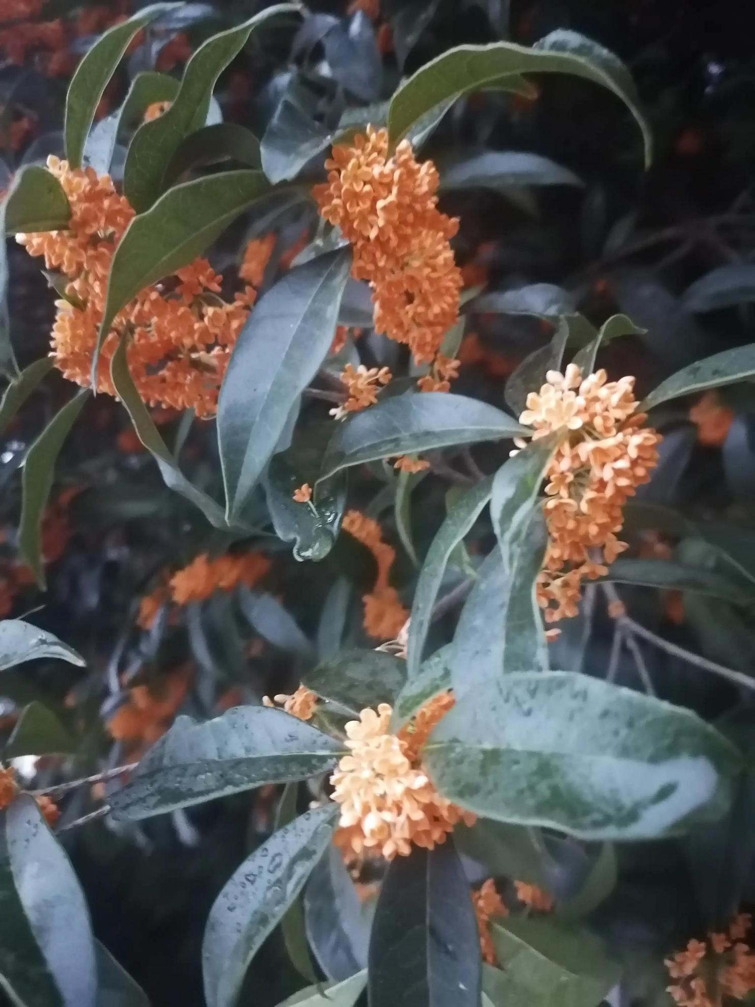 新鲜桂花如何保存留香(新鲜桂花怎么保存最好)插图