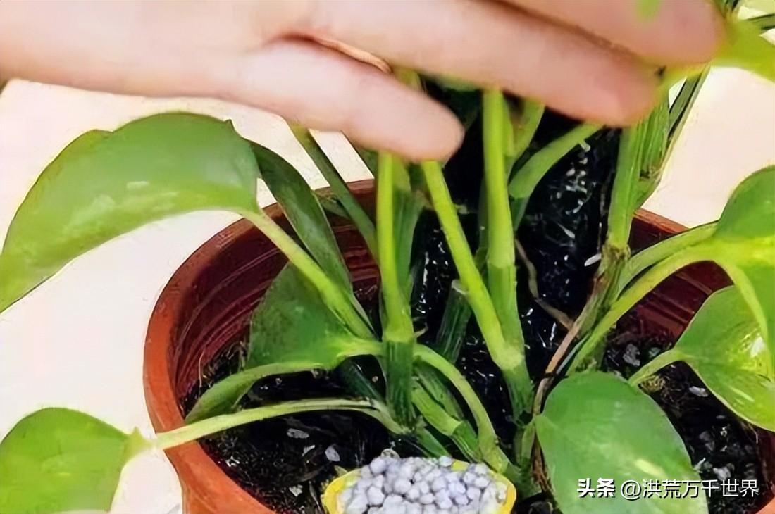 绿植叶子发黄怎么处理(龙竹叶子发黄怎么补救)插图3