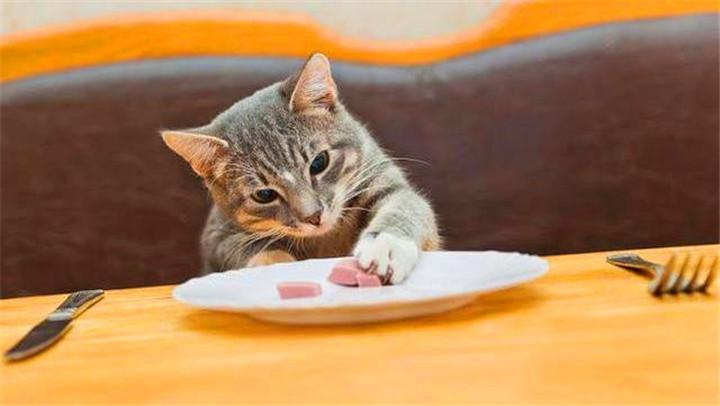 小猫最爱吃的10种食物(小猫必吃的食物)插图3
