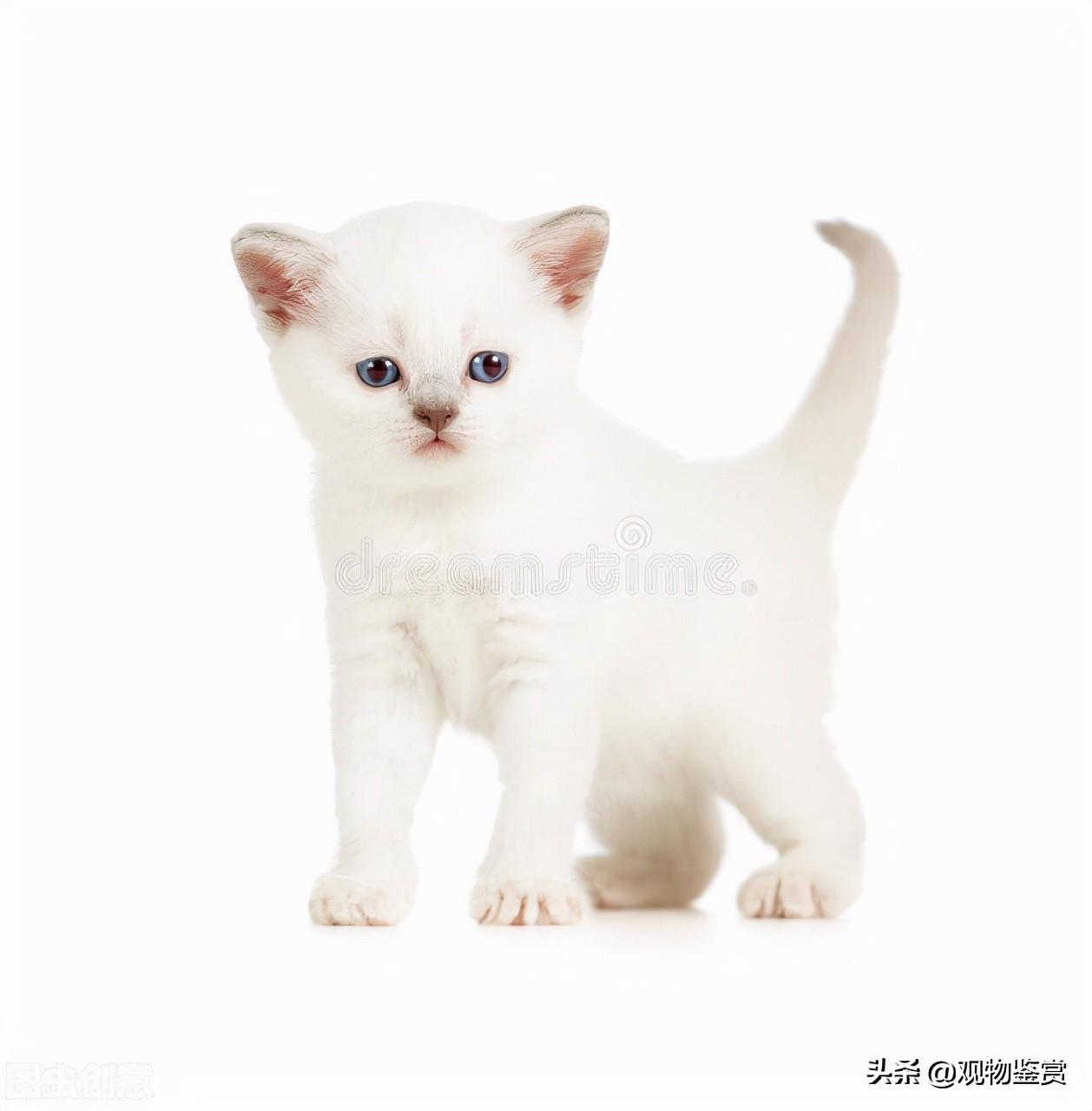 幼猫要关着还是放出来的(幼猫是关笼里还是放出来养)插图3
