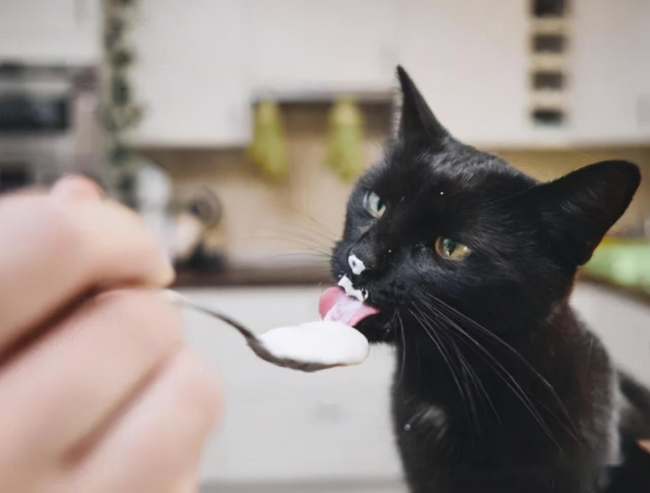 小猫最爱吃的10种食物(小猫必吃的食物)插图6