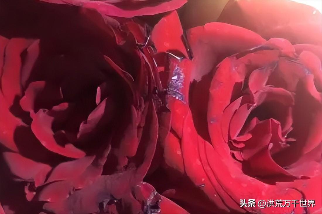 红玫瑰花瓣发黑是不新鲜的吗(玫瑰花瓣发黑是正常吗)插图1