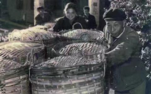 六堡茶属于什么茶(六堡茶属于什么茶功效如何)