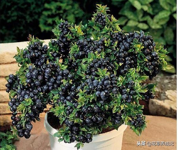 阳台蓝莓的种植方法(阳台养蓝莓的正确方法)插图2