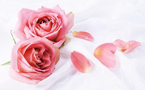 玫瑰花如何延长保存时间(玫瑰花如何保存时间长)