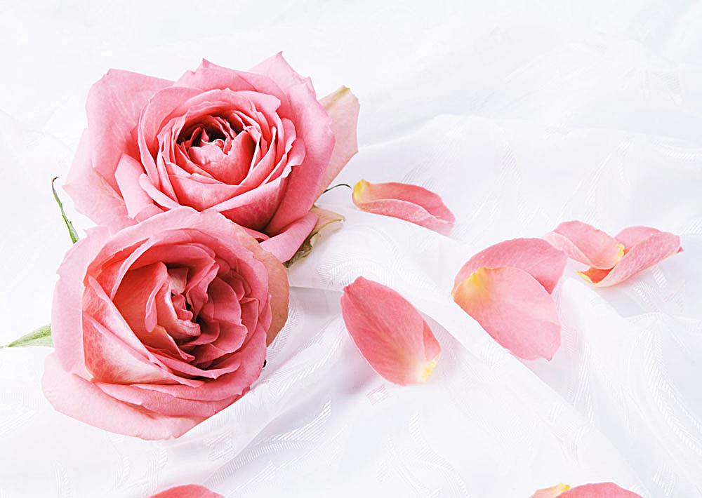 玫瑰花如何延长保存时间(玫瑰花如何保存时间长)插图