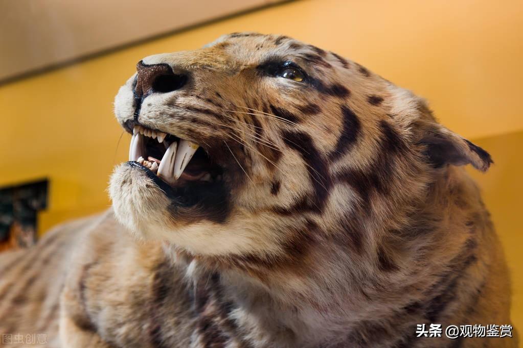 大猫骨是什么动物的骨头(大猫骨指的是什么骨)插图1