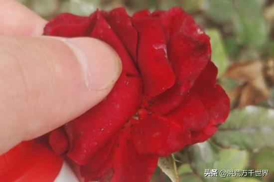 红玫瑰花瓣发黑是不新鲜的吗(玫瑰花瓣发黑是正常吗)插图3