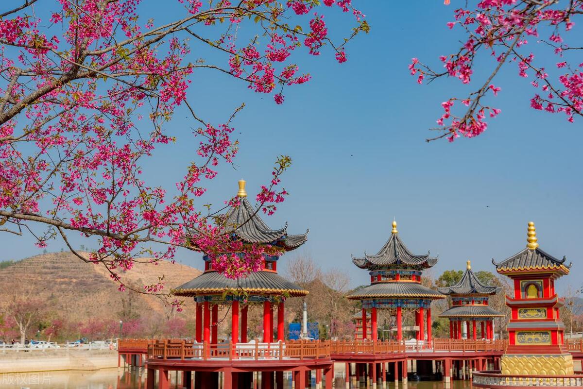 广东赏樱花最美的地方(广州赏樱花的好去处)插图2