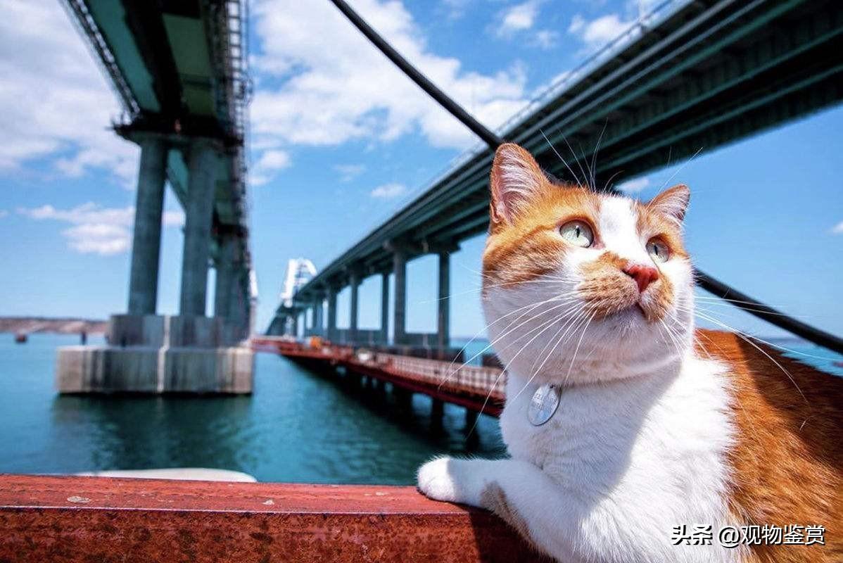 火车上是否让人带猫(火车是否让带猫咪)插图3