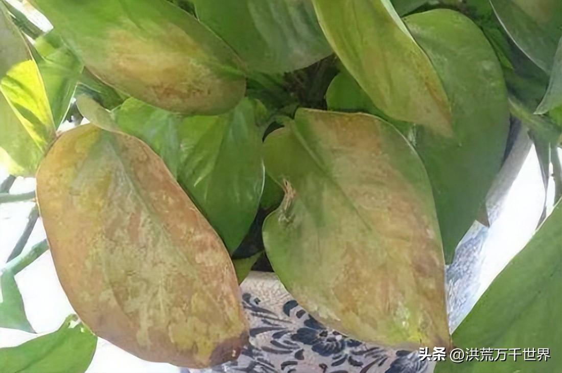 绿植叶子发黄怎么处理(龙竹叶子发黄怎么补救)插图1