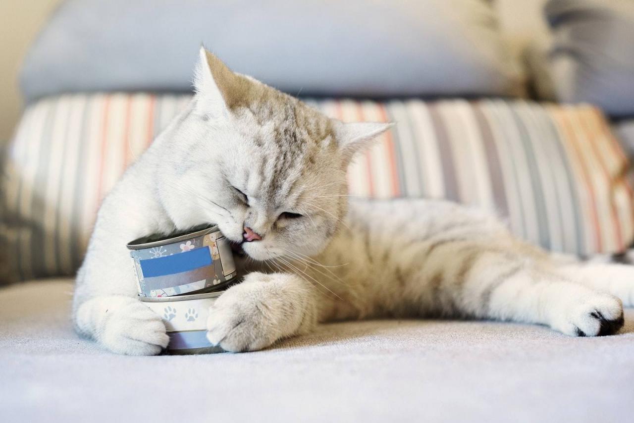 小猫最爱吃的10种食物(小猫必吃的食物)插图4