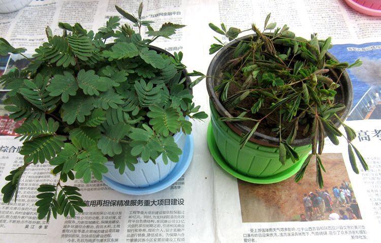 怎样养含羞草(养含羞草诀窍)插图2